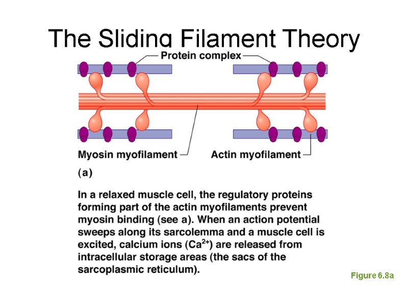The Sliding Filament Theory Figure 6.8a